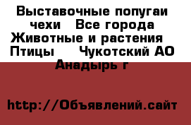 Выставочные попугаи чехи - Все города Животные и растения » Птицы   . Чукотский АО,Анадырь г.